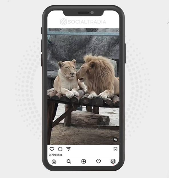 buy Instagram account LionLand (117 k Followers) buy Instagram account LionLand (117 k Followers)