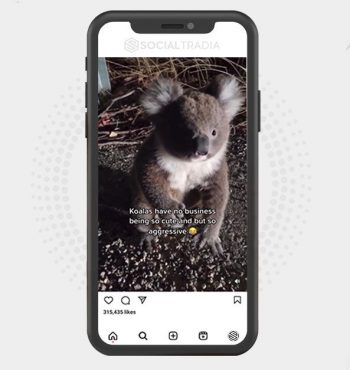 buy Instagram account Wildlife Fans (42.2 k Followers)