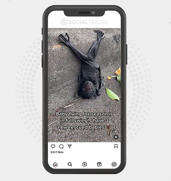 buy Instagram account Wildlife Fans (42.2 k Followers) buy Instagram account Wildlife Fans (42.2 k Followers)