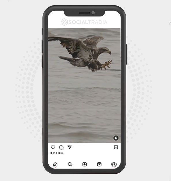 buy Instagram account Eagles Page (91.8 k Followers)