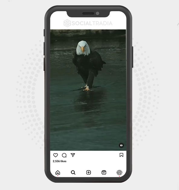 buy Instagram account Eagles Page (91.8 k Followers)
