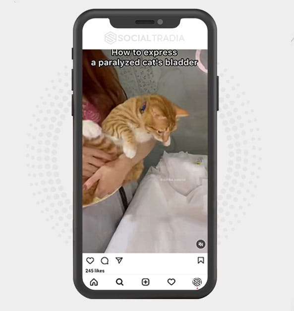 buy Instagram account CatInsta (6.4 k Followers)