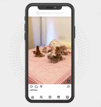 buy Instagram account Kittens Here (41.7 k Followers)