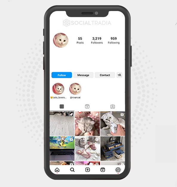 buy Instagram account Cats Posting (3.2 k Followers)