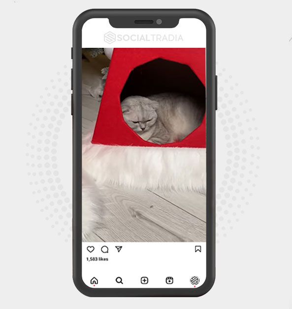 buy Instagram account Cats Posting (3.2 k Followers)