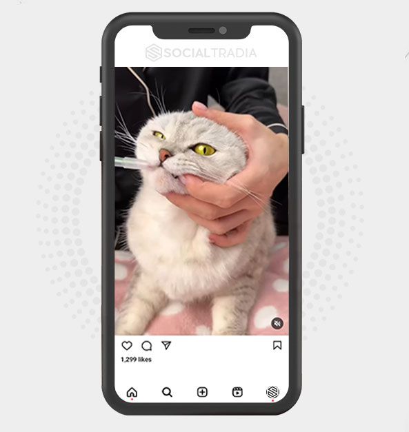 buy Instagram account Cats Posting (3.2 k Followers)