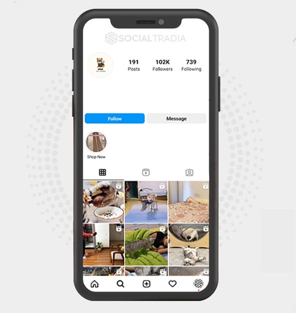 buy Instagram account Cat Found (89.6 k Followers)