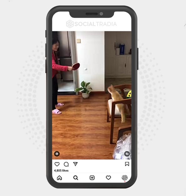 buy Instagram account Cat Found (89.6 k Followers)