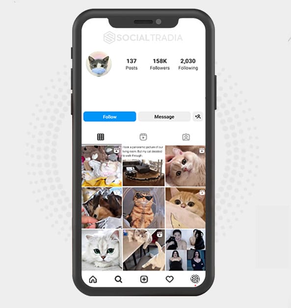 Instagram account CatsCall (310 k Followers)