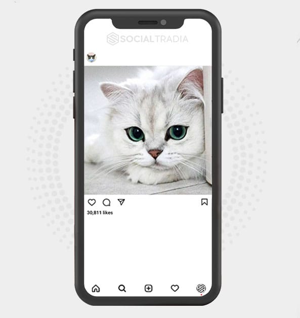 Instagram account CatsCall (310 k Followers)