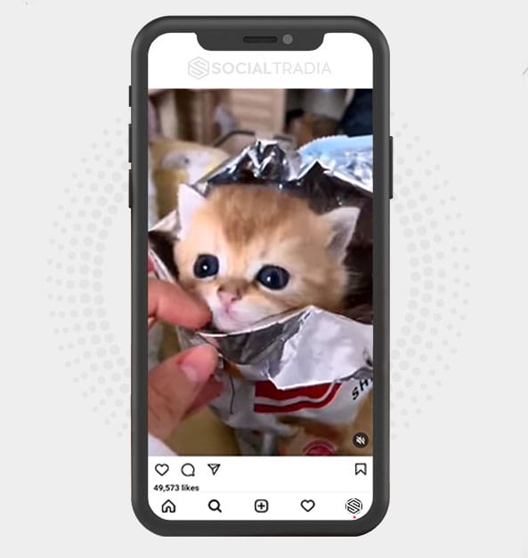 Instagram account CatsCall (310 k Followers)
