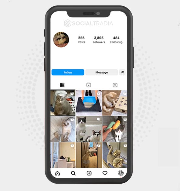 Instagram account Cat KittenPage (5.1 k Followers)