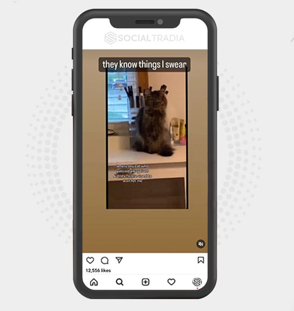 Instagram account Cat KittenPage (5.1 k Followers)