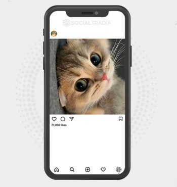 buy Instagram account Cat CuteeHere (31 k Followers)