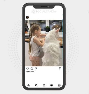 buy Instagram account Cats Land (21.3 k Followers)