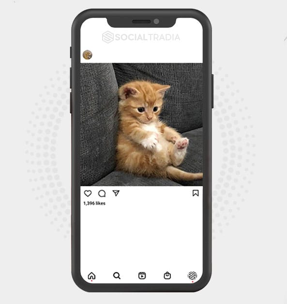 Pets Live (5.3 k Followers) Social Tradia