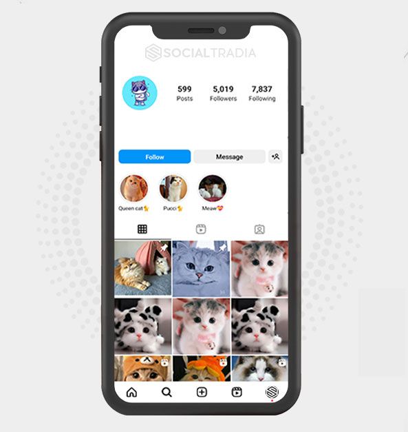 buy Instagram account Cat Queens (5 k Followers)