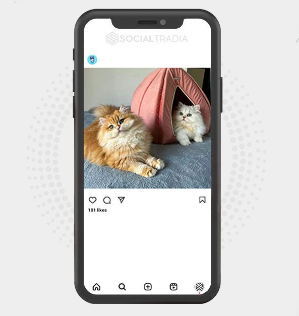buy Instagram account Cat Queens (5 k Followers)