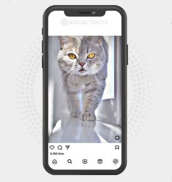 buy Instagram account PetKitten (38.4 k Followers)