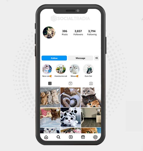 buy Instagram account Cute Kitties (3.8 k Followers) buy Instagram account Cute Kitties (3.8 k Followers)