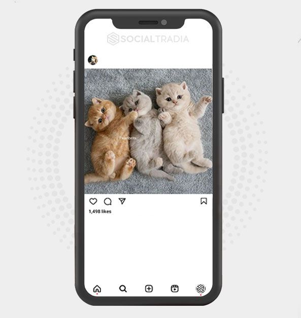 buy Instagram account Cute Kitties (3.8 k Followers) buy Instagram account Cute Kitties (3.8 k Followers)