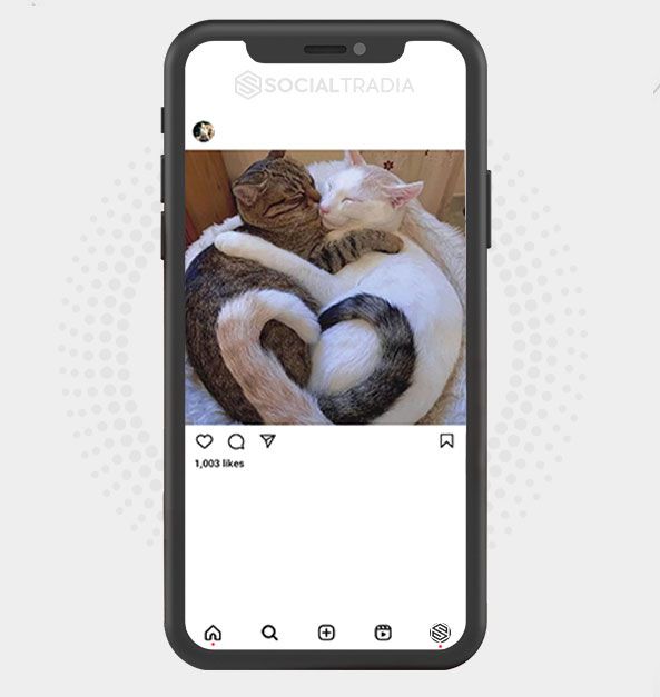 buy Instagram account Cute Kitties (3.8 k Followers) buy Instagram account Cute Kitties (3.8 k Followers)