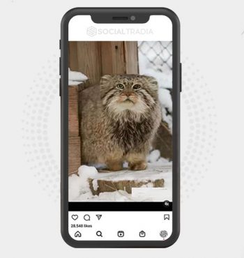 buy instagram account