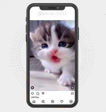 buy Instagram account Cat Place (21.9 k Followers)