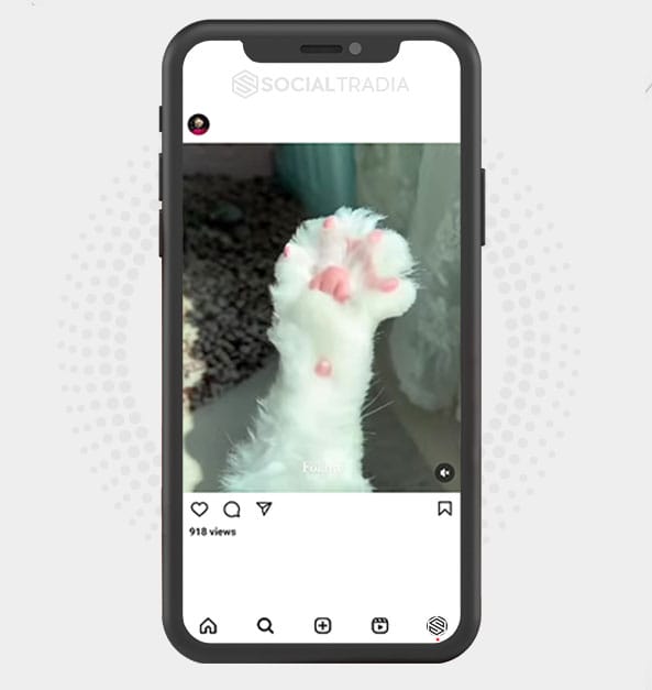 Instagram account Kitty FanClub (5.1 k Followers)