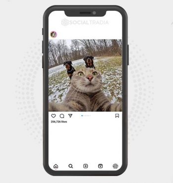 buy Instagram account Cat Crave (33.4 k Followers)