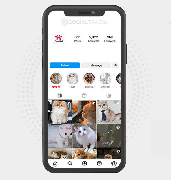 Instagram account PetAnimal (5.5 k Followers)