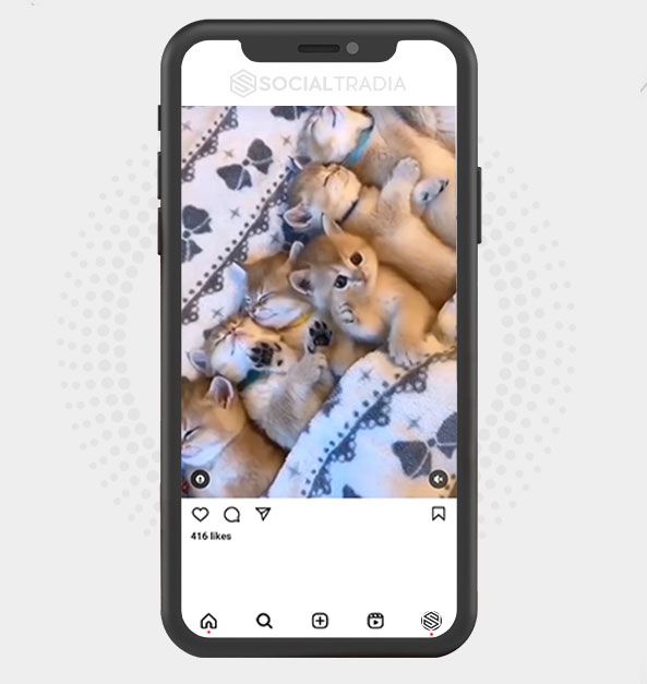 Instagram account PetAnimal (5.5 k Followers)