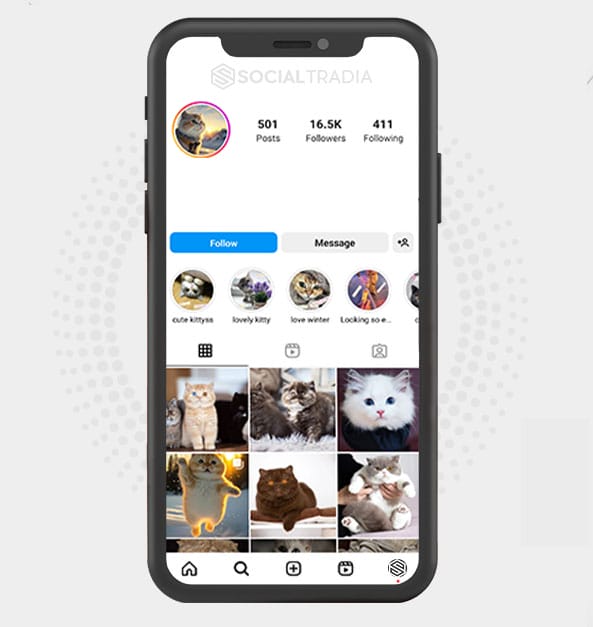 Instagram account KittyPics (16.5 k Followers)