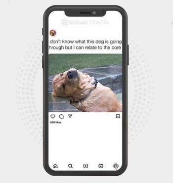buy Instagram account GoldenDoggy (39.5 k Followers)