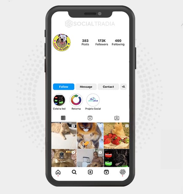 Instagram account Dogs Pet (439 k Followers)