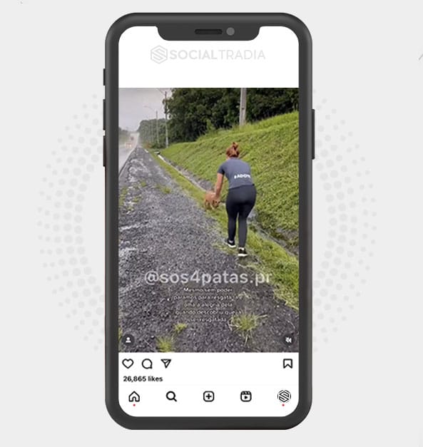 Instagram account Dogs Pet (439 k Followers)