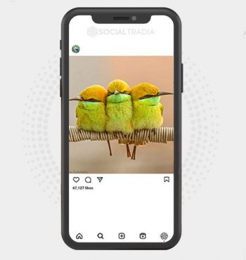 buy Instagram account Birds Only (23.1 k Followers)