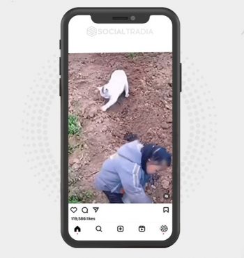 buy Instagram account Kitty Image (42.2 k Followers)