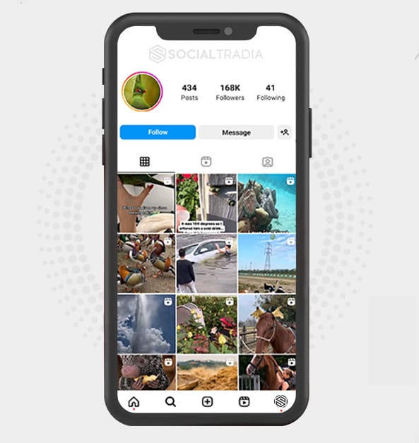 buy Instagram account Wildlife Lovers (225 k Followers)