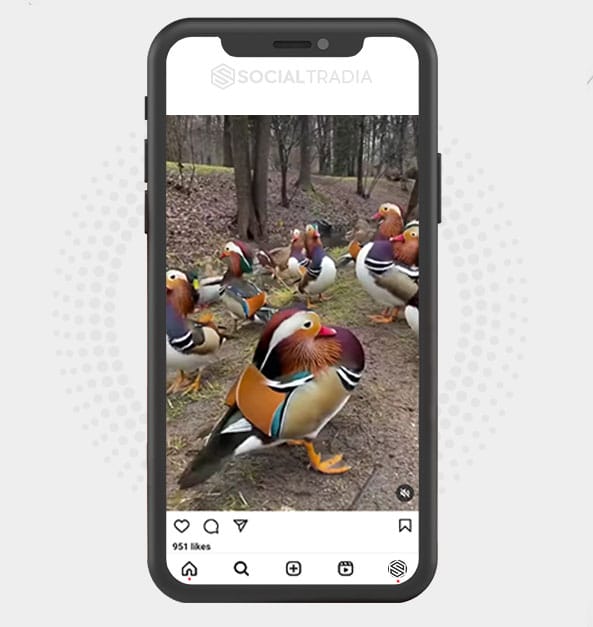 buy Instagram account Wildlife Lovers (225 k Followers)