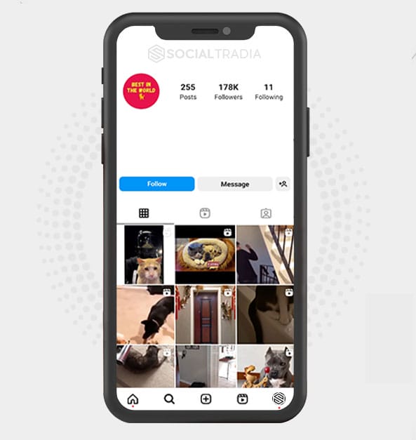 Instagram account Pets House (191 k Followers)