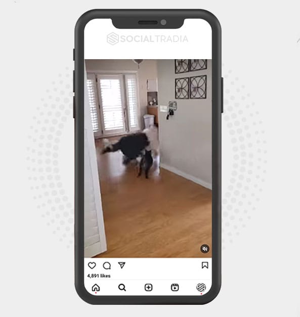 Instagram account Pets House (191 k Followers)