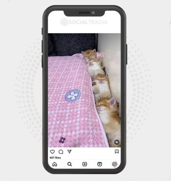 buy Instagram account Cat Pool (35.3 k Followers)