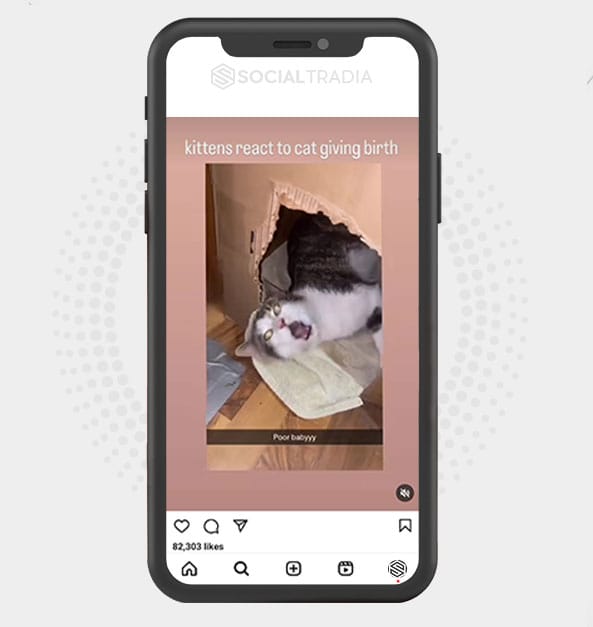 buy Instagram account Cats Wild (5.2 k Followers) buy Instagram account Cats Wild (5.2 k Followers)