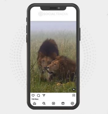 buy Instagram account Lion Beauty (41.5 k Followers)