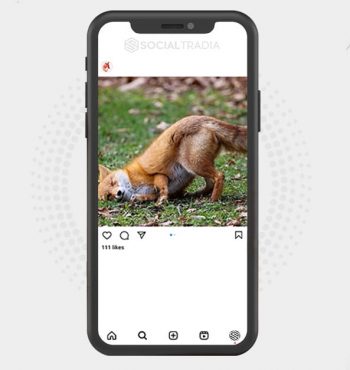 buy Instagram account FoxLand (33 k Followers)