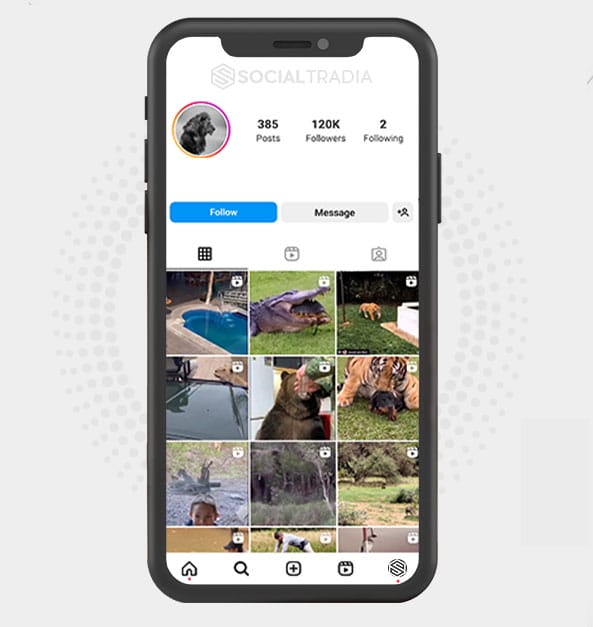 buy Instagram account Wild Animals (120 k Followers) buy Instagram account Wild Animals (120 k Followers)