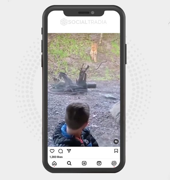 buy Instagram account Wild Animals (120 k Followers) buy Instagram account Wild Animals (120 k Followers)