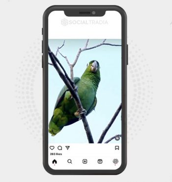 buy instagram account