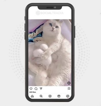 buy Instagram account Catt FoundHere (26.8 k Followers)
